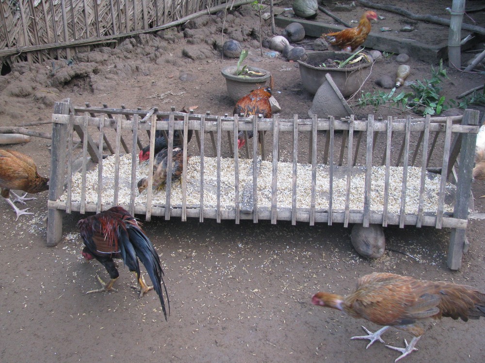 Localities have been warned to be extra cautious after the reported return of the bird flu virus in the country ( Photo: U. Phuong) Localities have been warned to be extra cautious after the reported return of the bird flu virus in the country ( Photo: U. Phuong)